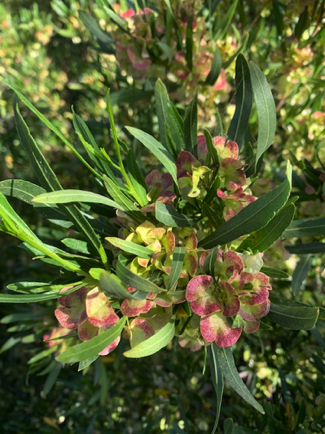 Apr 28 - Love the look of this backyard bush in bloom! 
Looks similar to an oleander.